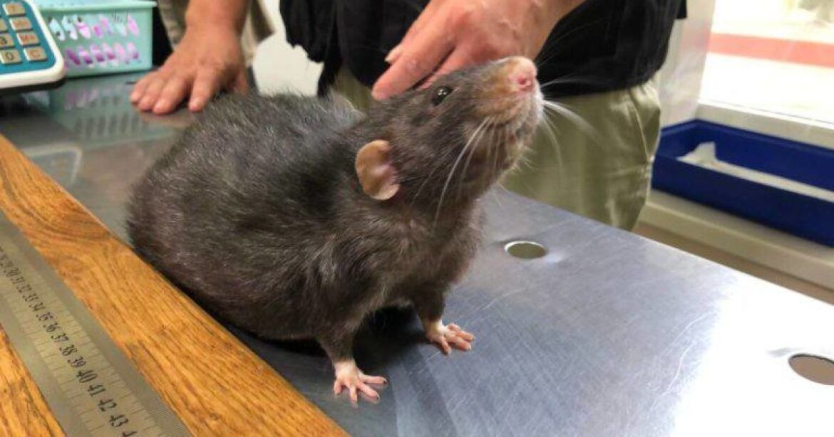 найбільший пацюк світу