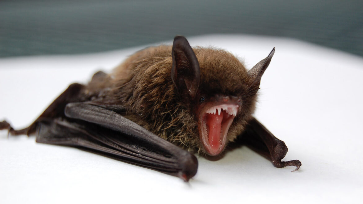 В адміністративну будівлю та в одну з квартир Києва залетіла велика кількість кажанів.