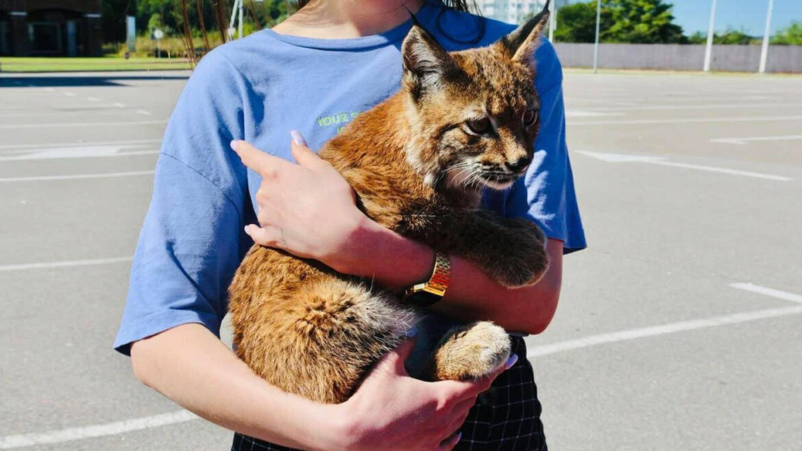 На Київщині чоловік намагався продати червонокнижну рись.