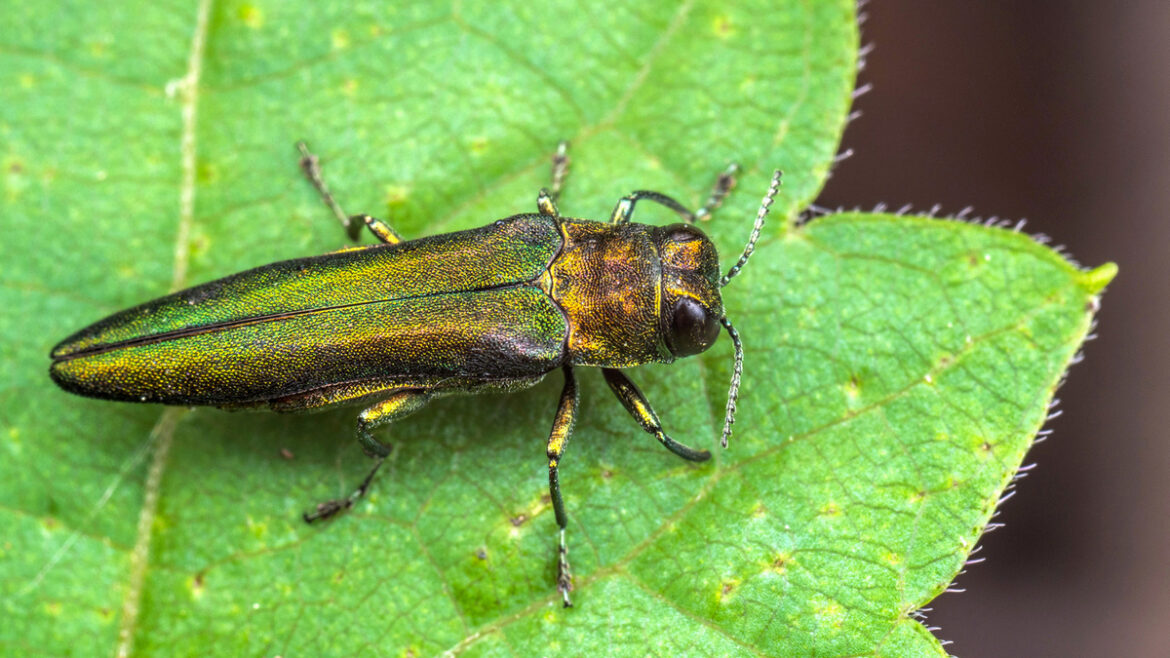На території Солом’янського ландшафтного парку столиці введено тимчасовий карантин.