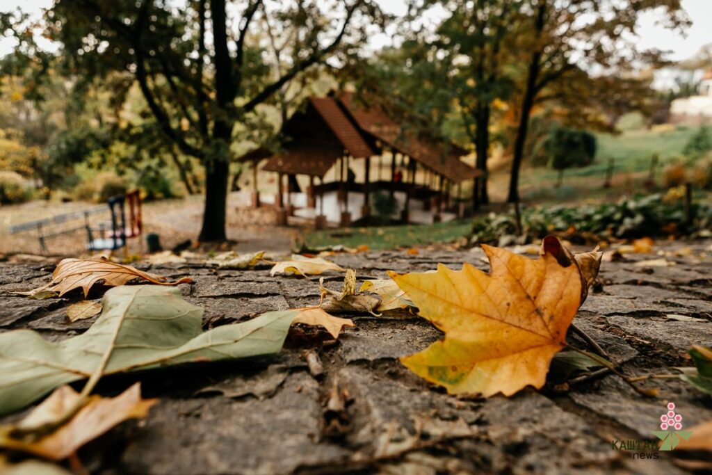 Кленове листя