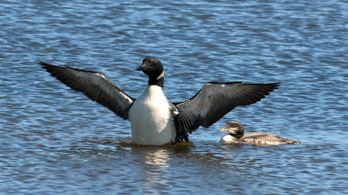 У Києві зоозахисники врятували травмованих гагар.