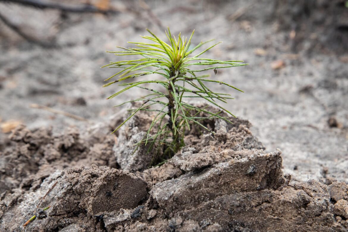 Саджанці у столичних лісах