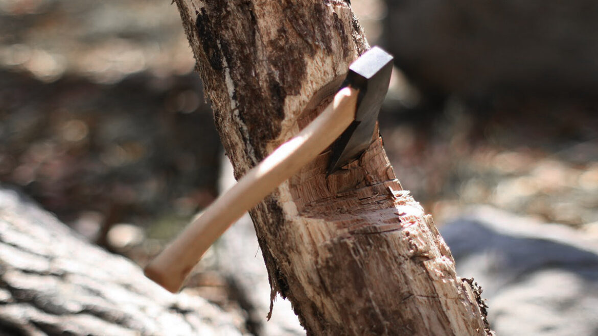 Прокуратура через суд зобов'язала підприємців відновити вирубані дерева в Києві.