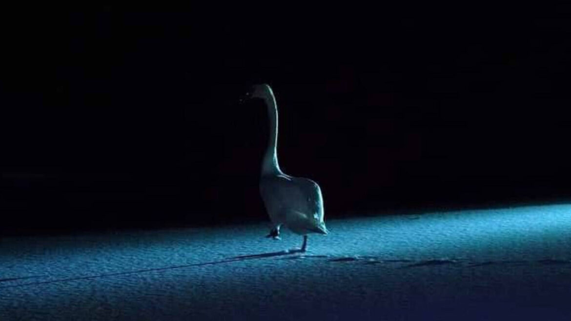 Лебідь на кризі