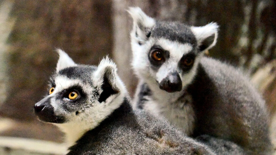 У Київському зоопарку щасливо возз’єдналося подружжя котячих лемурів, яке до війни мешкало в Херсоні.