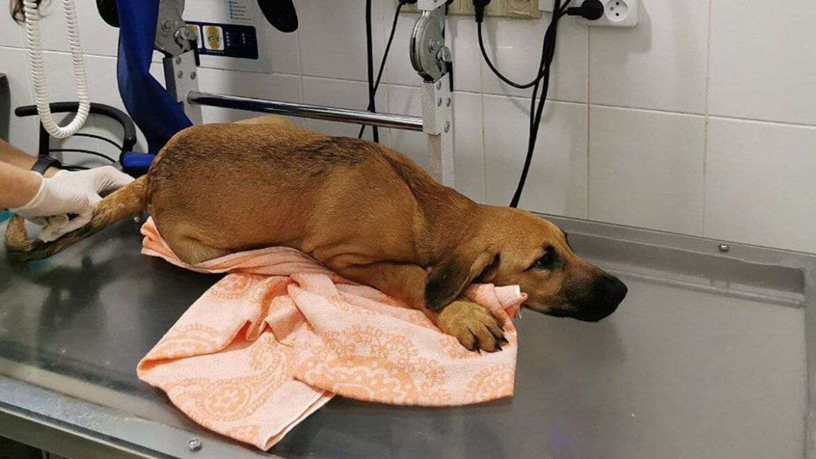 Зоозахисники врятували щеня, яке хазяйка викинула з шостого поверху багатоквартирного будинку. Щеня доставлено у ветклініку. відкрито кримінальне провадження.