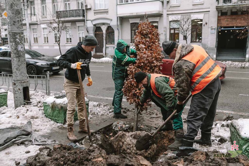 Дуб на честь Романа Ратушного