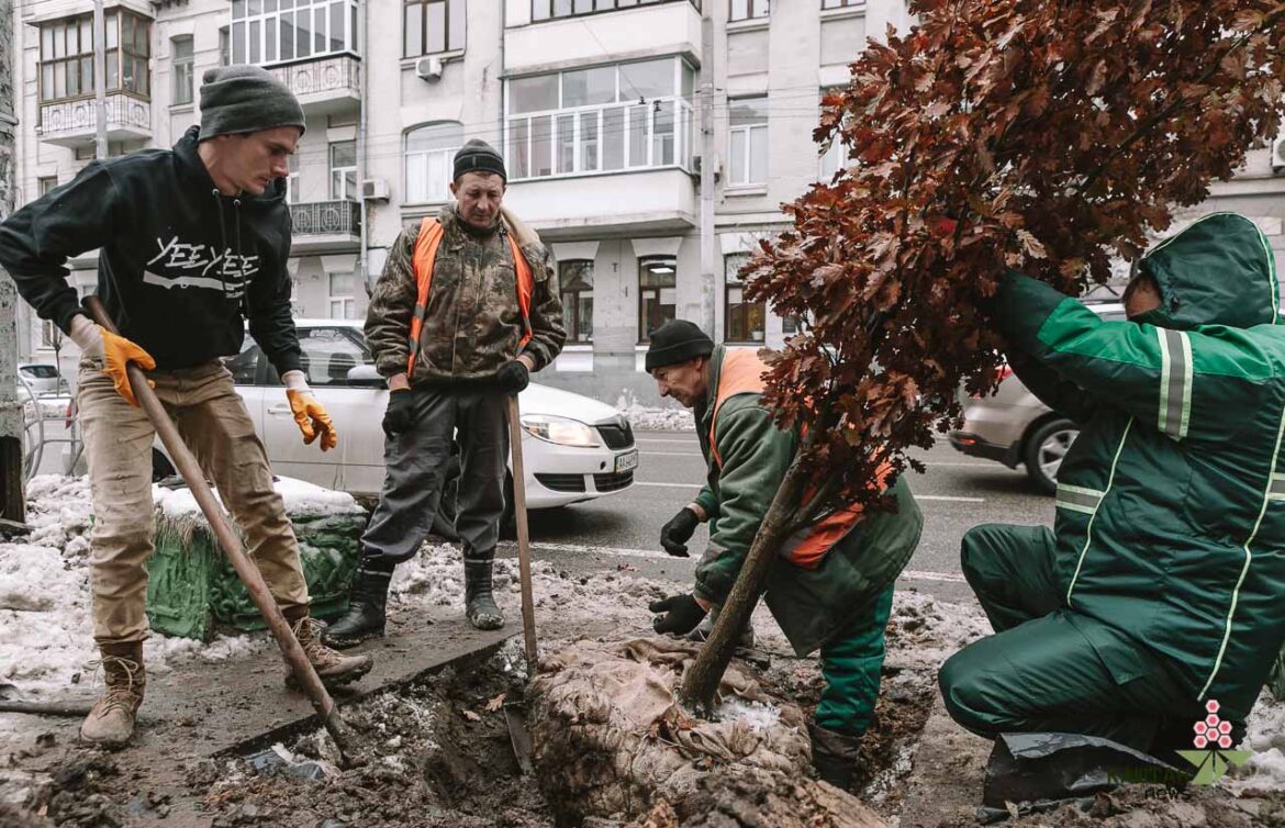 Дуб на честь Романа Ратушного