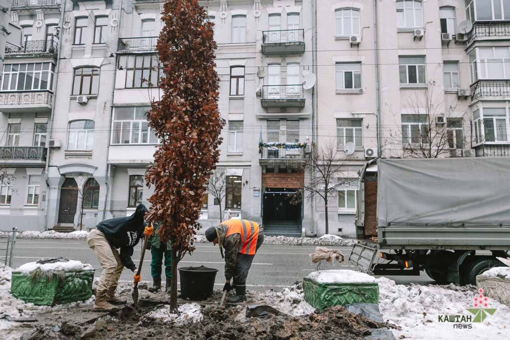 Дуб на честь Романа Ратушного