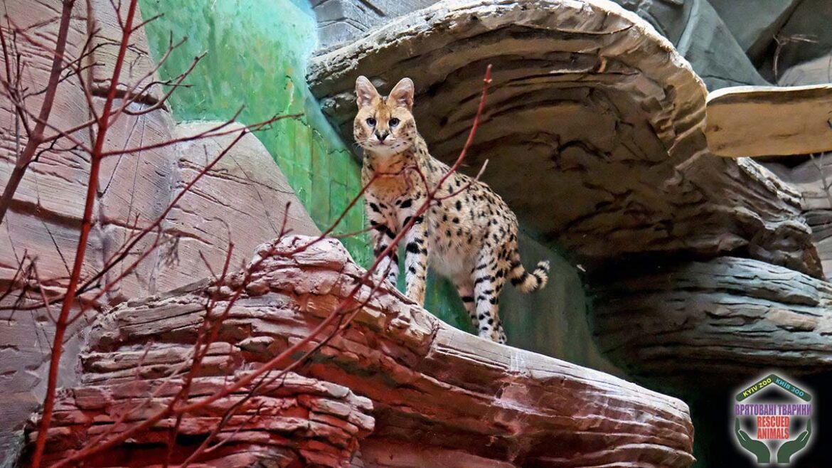 Врятовані з Донецької області сервали отримали власний вольєр у Київському зоопарку.