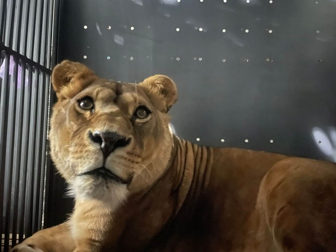 Київські леви знайшли нову домівку.