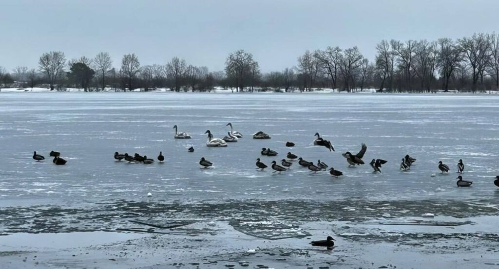 Лебеді на Дніпрі