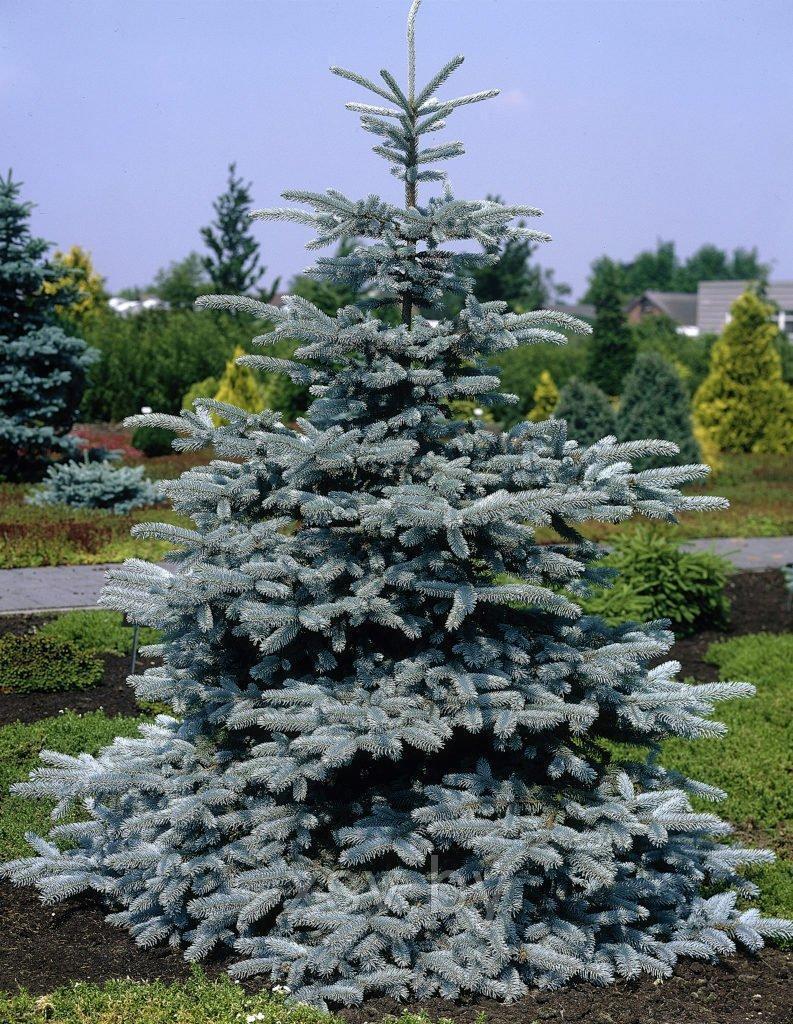 Ялина колюча блакитна сорту «Супер Блю Сідлінг»