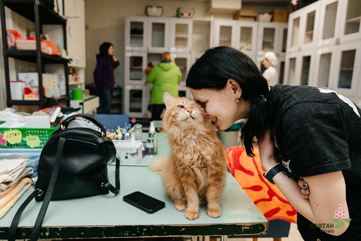 Притулок для котів Sterilizatiom team