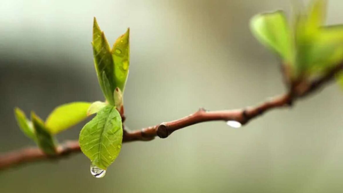 У четвер, 20 березня, на території Києва та області очікується підвищення температури повітря, а опадів — не прогнозується.