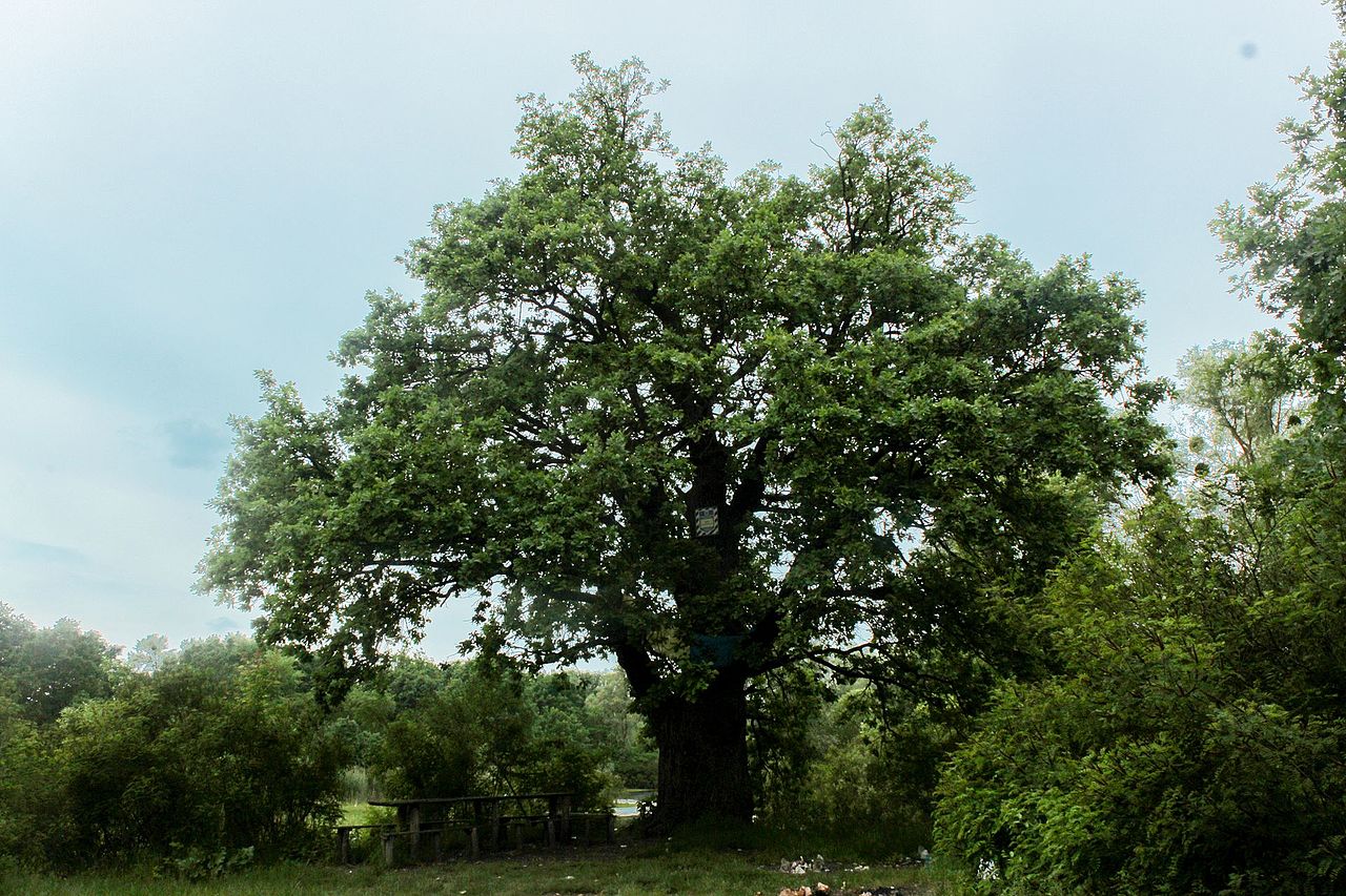 дуб