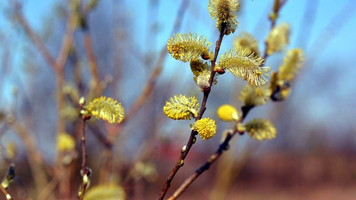 У середу, 2 квітня, на території Києва та області очікується припинення опадів і суттєве підвищення температури.
